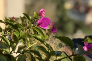 Bouganvillea fiorita